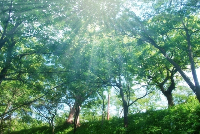 緑の森の木々の間から太陽が輝いています。