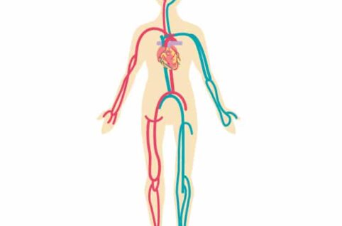 動脈と静脈のある人体の図。