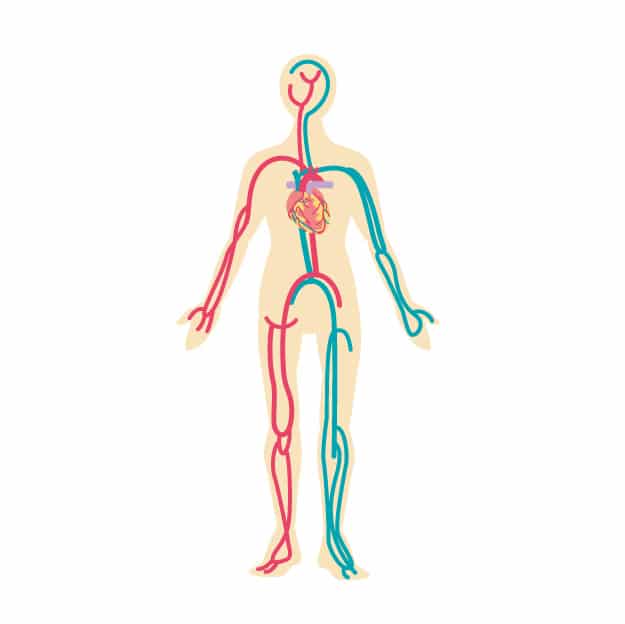 動脈と静脈のある人体の図。