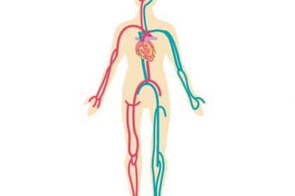 動脈と静脈のある人体の図。