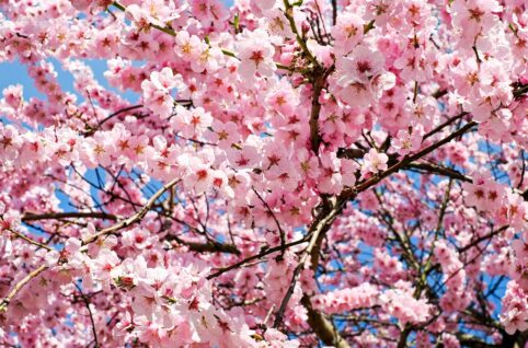 青空にピンク色の桜の木。