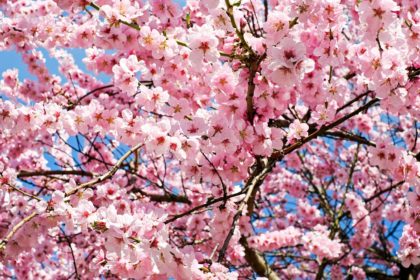 青空にピンク色の桜の木。